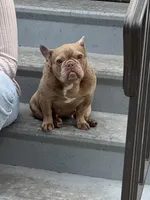 Honey, a female French Bulldog for sale in Naples, FL – Photo 6 of 10