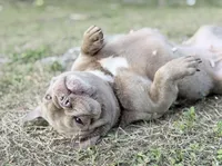 Honey, a female French Bulldog for sale in Naples, FL – Photo 3 of 10