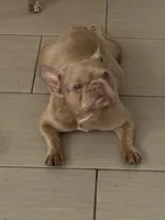 Honey, a female French Bulldog for sale in Naples, FL – Photo 7 of 10