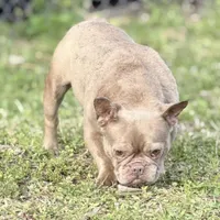 Honey, a female French Bulldog for sale in Naples, FL – Photo 5 of 10