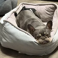 Sage, a female French Bulldog for sale in Naples, FL – Photo 6 of 8