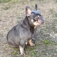 Sage, a female French Bulldog for sale in Naples, FL – Photo 4 of 8