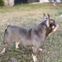 Sage, a female French Bulldog for sale in Naples, FL – Photo 5 of 8