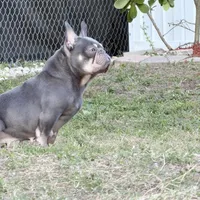 Sage, a female French Bulldog for sale in Naples, FL – Photo 3 of 8