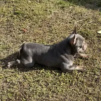 Sage, a female French Bulldog for sale in Naples, FL – Photo 7 of 10