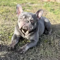 Sage, a female French Bulldog for sale in Naples, FL – Photo 8 of 10