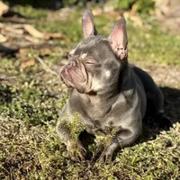 Sage, a female French Bulldog for sale in Naples, FL – Photo 6 of 10