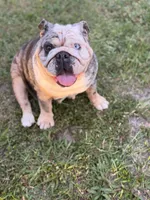 Tesla, a female English Bulldog for sale in Naples, FL – 4 of 7