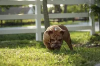 Scarlet, a female English Bulldog for sale in Naples, FL – 3 of 7