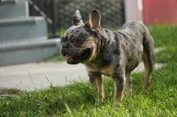 Axel, a male French Bulldog for sale in Naples, FL – 3 of 7