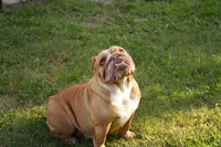 Scarlet, a female English Bulldog for sale in Naples, FL – 3 of 5