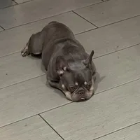 Sage, a female French Bulldog for sale in Naples, FL – Photo 9 of 10