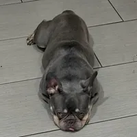 Sage, a female French Bulldog for sale in Naples, FL – Photo 8 of 10