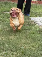 Scarlet, a female English Bulldog for sale in Naples, FL – 5 of 5