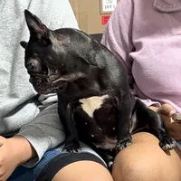 Coco, a female French Bulldog for sale in Naples, FL – Photo 9 of 10