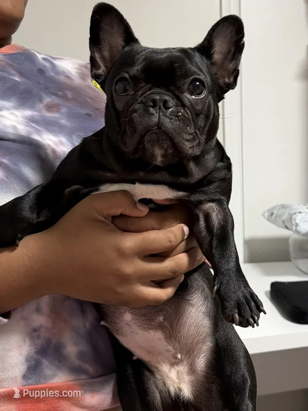 Coco – French Bulldog puppy for sale in Naples, FL