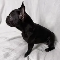 Coco, a female French Bulldog for sale in Naples, FL – Photo 7 of 10