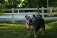 Tesla, a female English Bulldog for sale in Naples, FL – 2 of 7