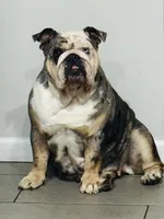 Tesla, a female English Bulldog for sale in Naples, FL – 3 of 7