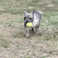 Stormy, a female French Bulldog for sale in Naples, FL – Photo 5 of 10
