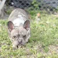 Stormy, a female French Bulldog for sale in Naples, FL – Photo 4 of 10
