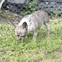 Stormy, a female French Bulldog for sale in Naples, FL – Photo 7 of 10