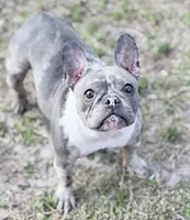 Stormy, a female French Bulldog for sale in Naples, FL – Photo 3 of 10