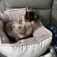 Princess, a female French Bulldog for sale in Naples, FL – Photo 6 of 10