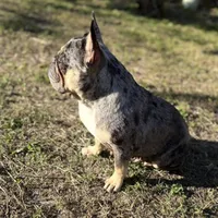 Princess, a female French Bulldog for sale in Naples, FL – Photo 7 of 10