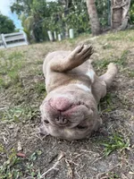 Honey , a female French Bulldog for sale in Naples, FL – Photo 7 of 7