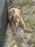 Honey , a female French Bulldog for sale in Naples, FL – Photo 3 of 7