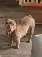 Honey , a female French Bulldog for sale in Naples, FL – Photo 1 of 7