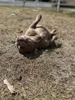 Honey , a female French Bulldog for sale in Naples, FL – Photo 5 of 7