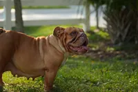 Scarlet, a female English Bulldog for sale in Naples, FL – 4 of 5