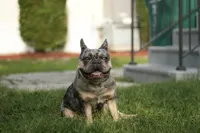 Axel, a male French Bulldog for sale in Naples, FL – 4 of 7