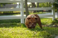 Scarlet, a female English Bulldog for sale in Naples, FL – 1 of 5