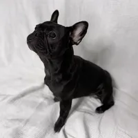 Coco, a female French Bulldog for sale in Naples, FL – Photo 8 of 9