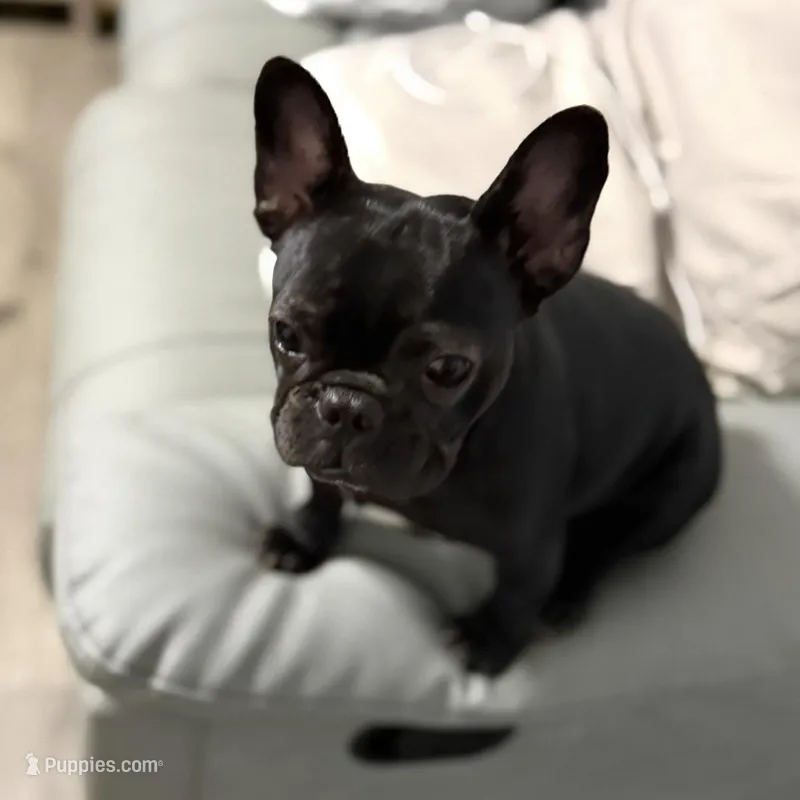 Coco – French Bulldog puppy for sale in Naples, FL