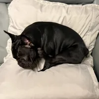 Coco, a female French Bulldog for sale in Naples, FL – Photo 6 of 9