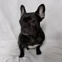 Coco, a female French Bulldog for sale in Naples, FL – Photo 9 of 9