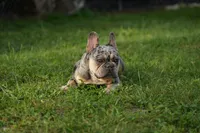 Axel, a male French Bulldog for sale in Naples, FL – 5 of 7