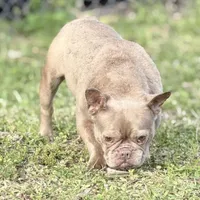Honey, a female French Bulldog for sale in Naples, FL – Photo 3 of 5