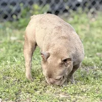 Honey, a female French Bulldog for sale in Naples, FL – Photo 4 of 5