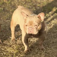 Honey, a female French Bulldog for sale in Naples, FL – Photo 1 of 5