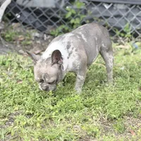 Stormy, a female French Bulldog for sale in Naples, FL – Photo 3 of 10