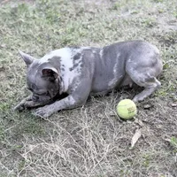 Stormy, a female French Bulldog for sale in Naples, FL – Photo 10 of 10