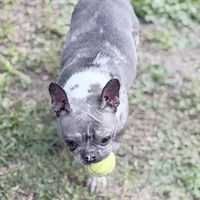 Stormy, a female French Bulldog for sale in Naples, FL – Photo 5 of 10