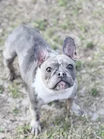 Stormy, a female French Bulldog for sale in Naples, FL – Photo 1 of 10