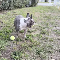 Stormy, a female French Bulldog for sale in Naples, FL – Photo 9 of 10