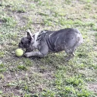 Stormy, a female French Bulldog for sale in Naples, FL – Photo 4 of 10